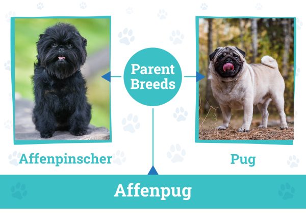 Parent Breeds of Affenpug 2024