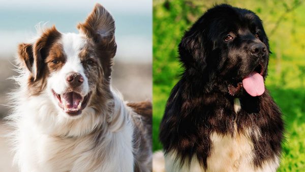 Parent Breeds of Border Newfie