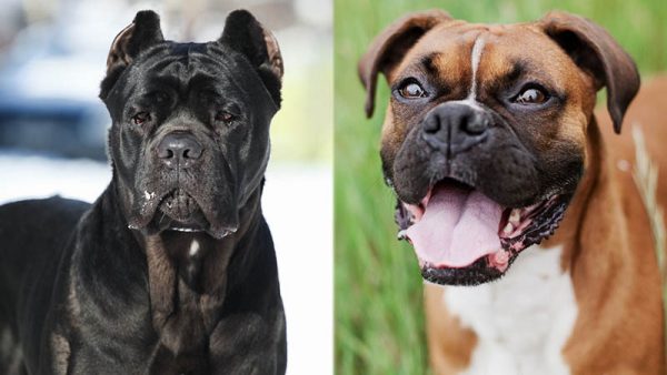 Parent Breeds of Cane Corso Boxer Mix