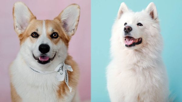 The Parent Breeds of the Corgi Samoyed Mix