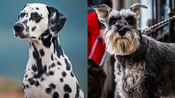 Parent Breeds of Dalmatian Schnauzer Mix