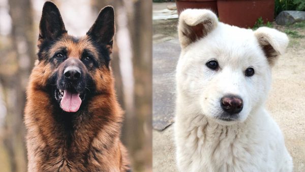 Parent Breeds of German Shepherd Jindo Mix