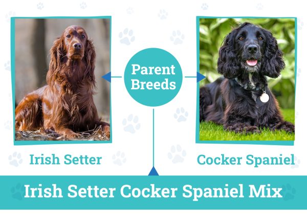 Parent Breeds of Irish Setter Cocker Spaniel Mix 2024