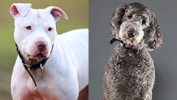 Parent Breeds of Pitbull Labradoodle Mix