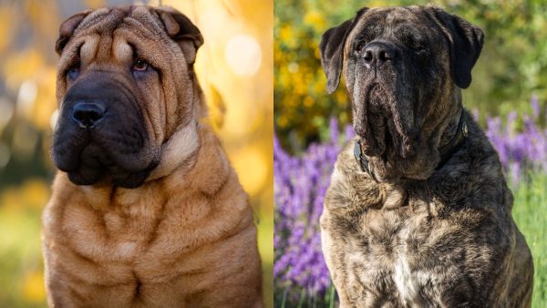 Parent Breeds of Shar Pei Mastiff Mix