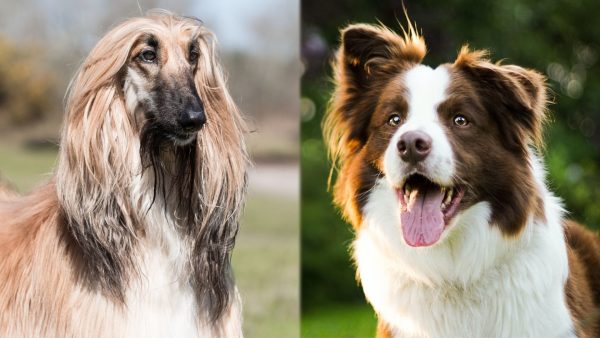 Parent Breeds of Afghan Collie