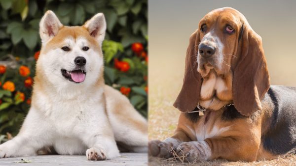 Parent Breeds of Akita Basset