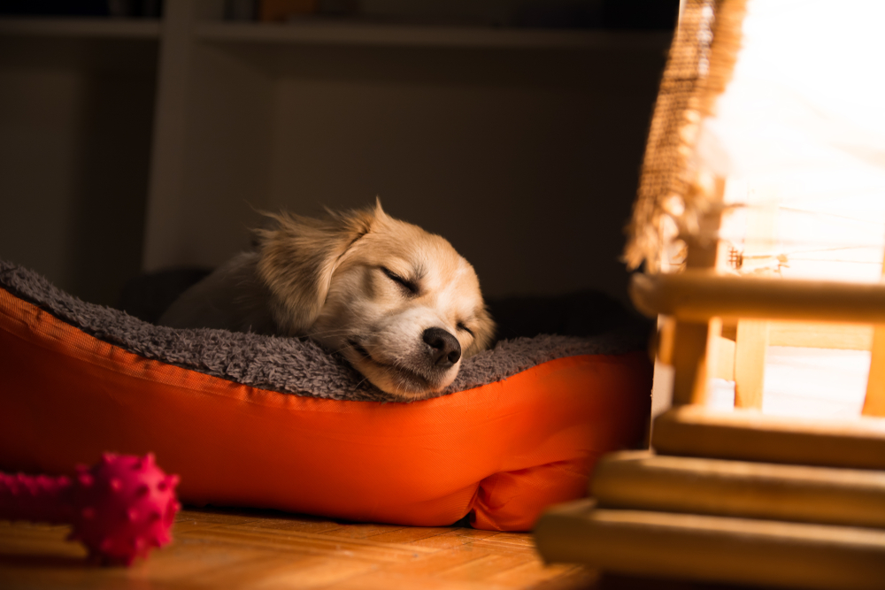 Peaceful dog sleeping in his orange bad by the night light