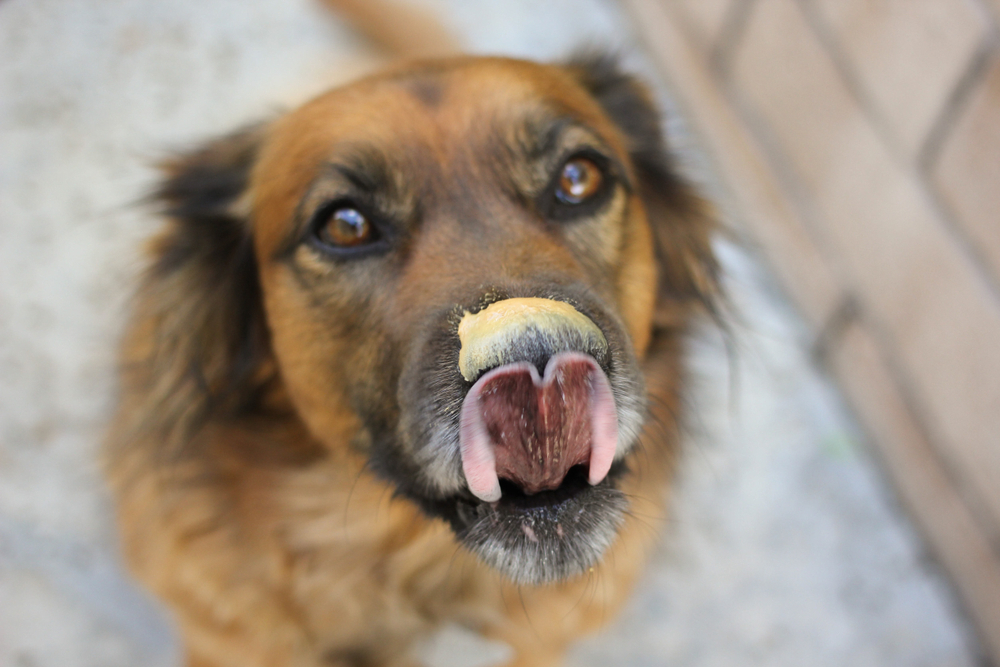 Peanut butter on top of the black dogs nose