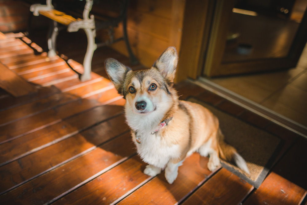 pembroke welsh corgi dog limping