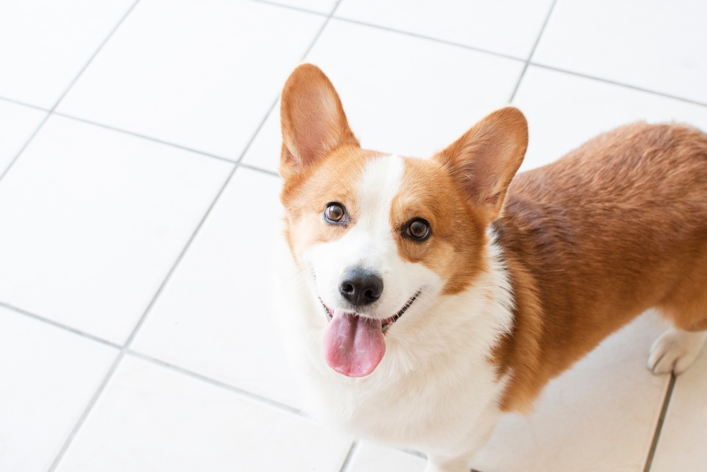 pembroke welsh corgi dog looking up