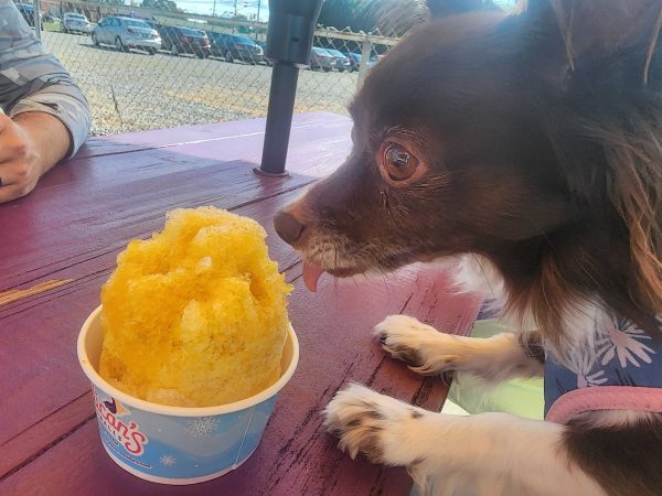 Penny enjoying a peanut butter SnoBall from Pelican's