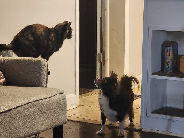 Penny keeping a close eye on speckled kitty.