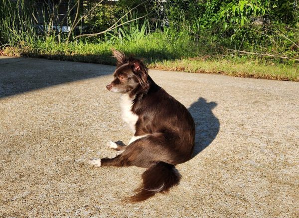 Penny's weird sitting position.