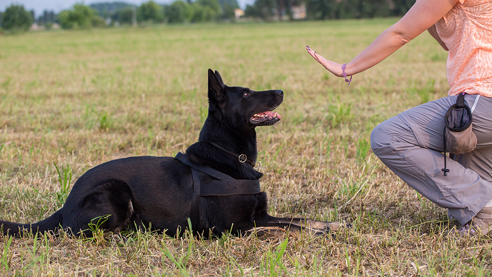 person training a German Shepherd dog