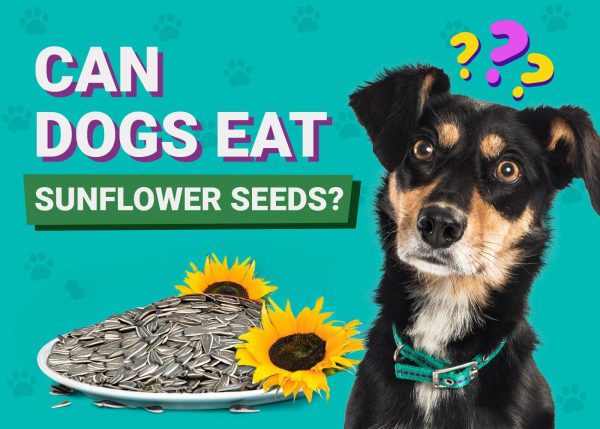 Can Dogs Eat Sunflower Seeds