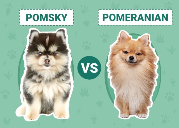 Pomsky vs Pomeranian