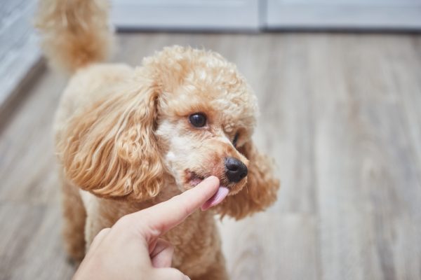 poodle licking its owners finger