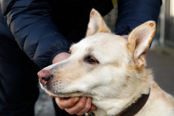 Portrait of female dog with a pink nose