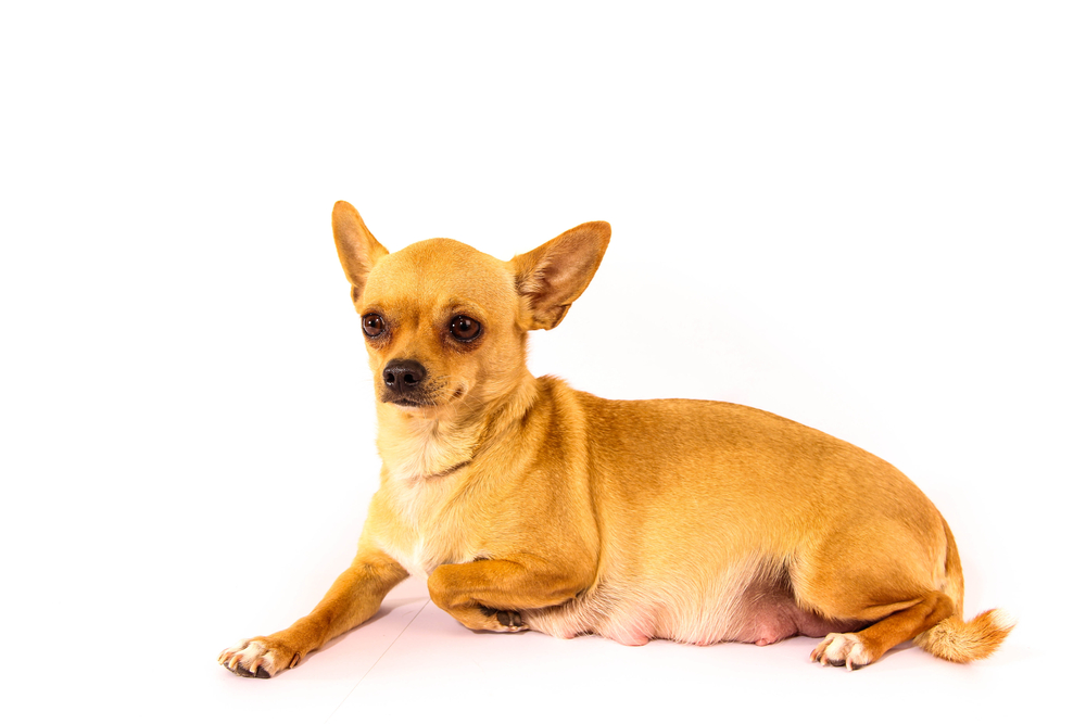 Pregnant Chihuahua