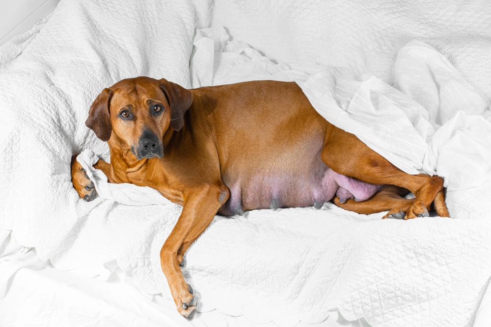 pregnant rhodesian ridgeback dog lying on bed with a white blanket