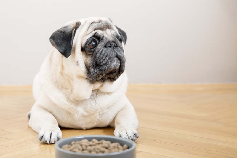 pug dog near food bowl