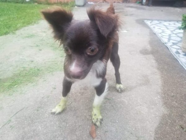 Puppy Penny with her Grinch Feet