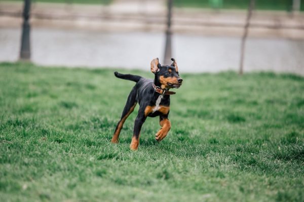 Pure breed Transylvanian Hound puppy running in a dogpark