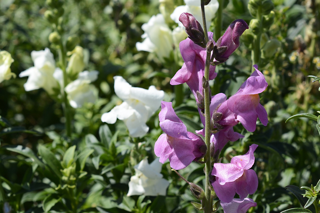 purple and whote snapdragon plants