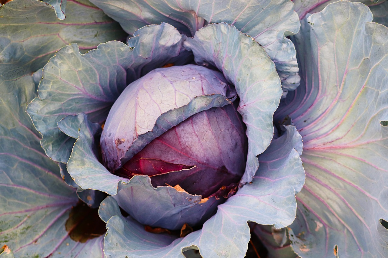 red cabbage plant