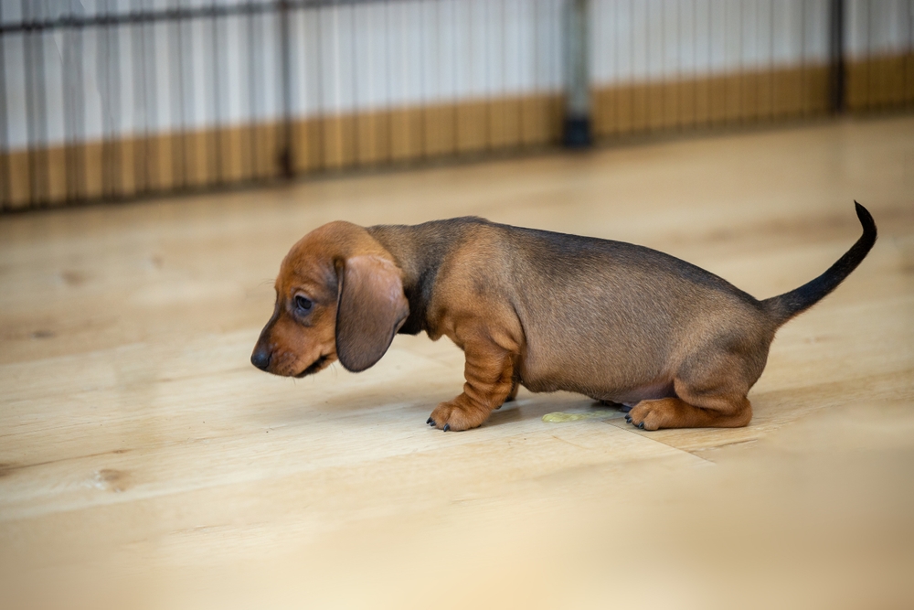 Red Dachshund puppy peeing on the floor