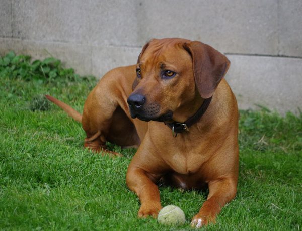 rhodesian ridgeback