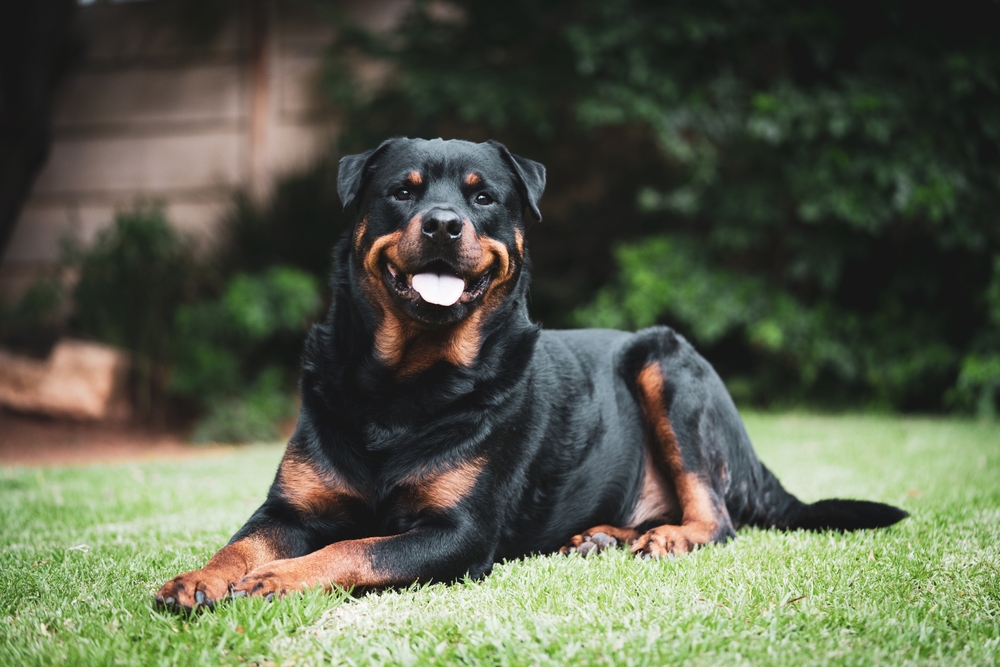 rottweiler dog smiling with its tongue out