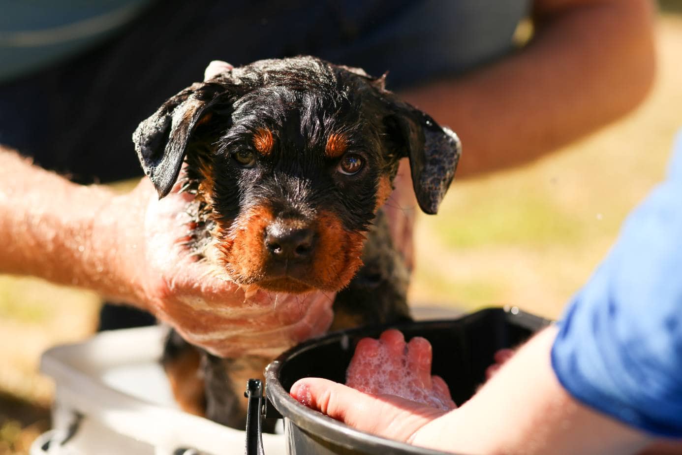 Rottweiler puppy taking bath