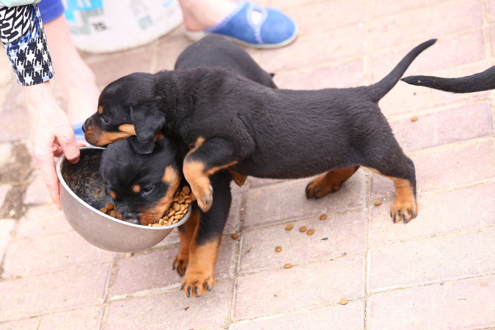 Rottweiler puppies eating from a bowl