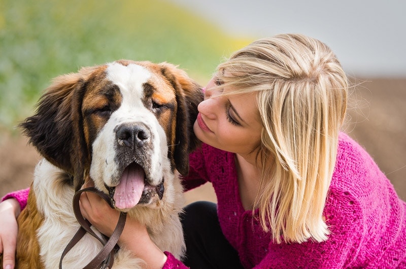 saint bernard dog hugged by the female owner