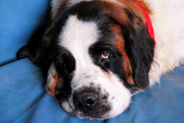 saint bernard dog lying down