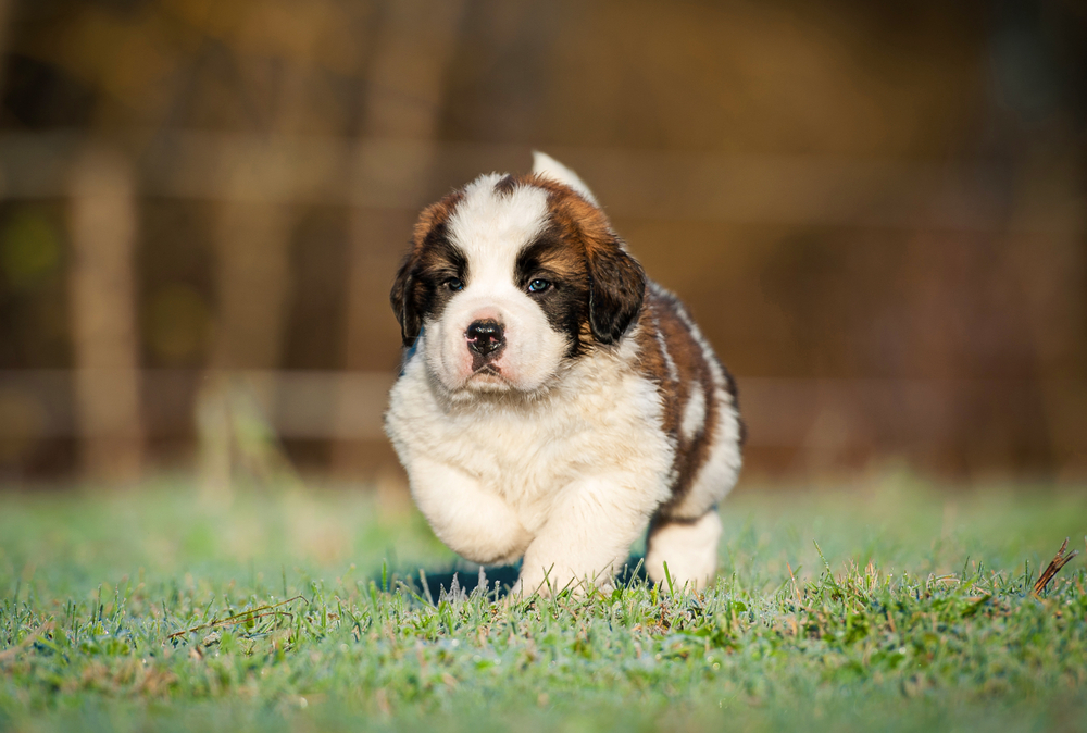 Saint Bernard puppy running in the lawn_Rita