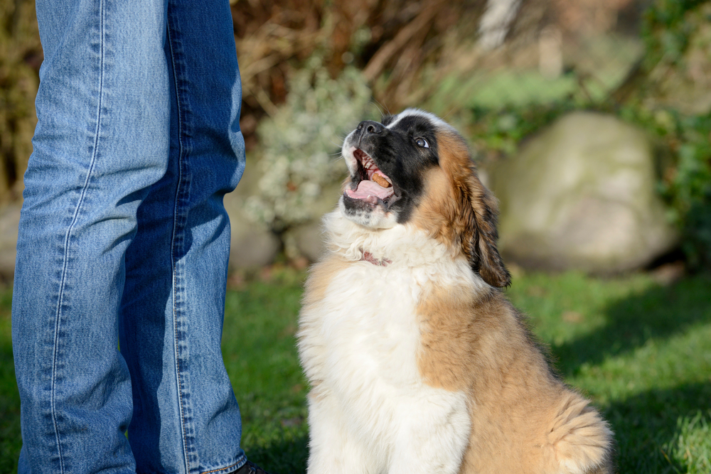 Saint Bernard puppy sitting beside owner