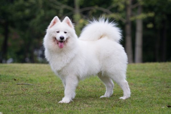 samoyed dog at the park