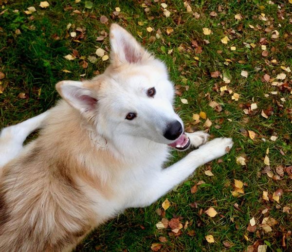 samoyed german shepherd mix dog on the ground