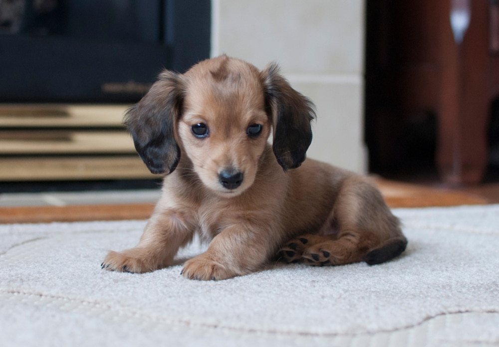 Shaded English Cream Miniature Dachshund Puppy Sitting