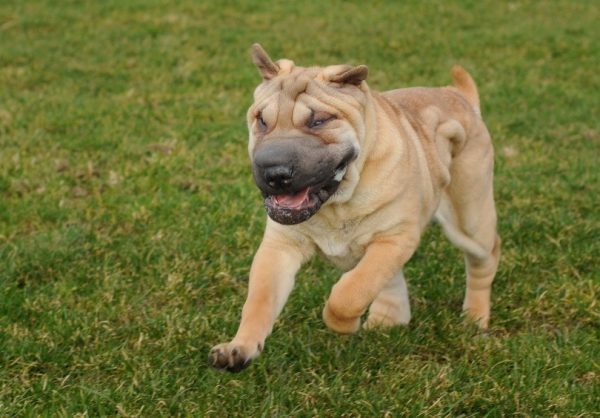 shar-pei dog