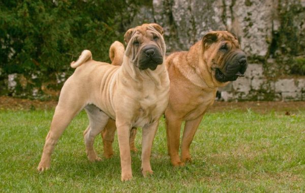 shar pei dogs standing outdoors