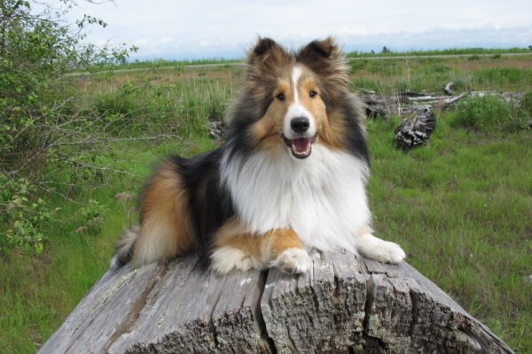 shetland sheepdog lying on log