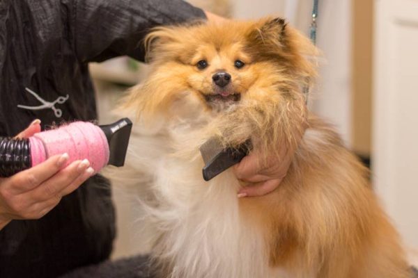 shetland sheepdog sits on table by a dog parlor