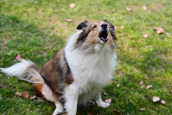 Shetland sheepdog sitting on grass field and barking with mouth open