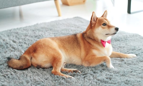 shiba inu lying on grey carpet