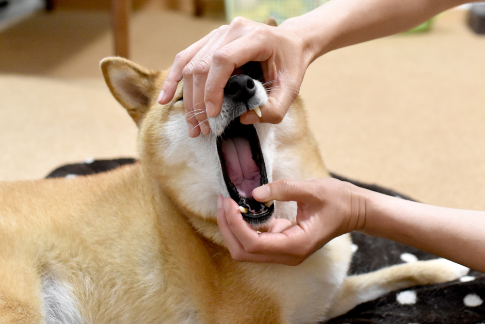 shiba inu dog to open mouth