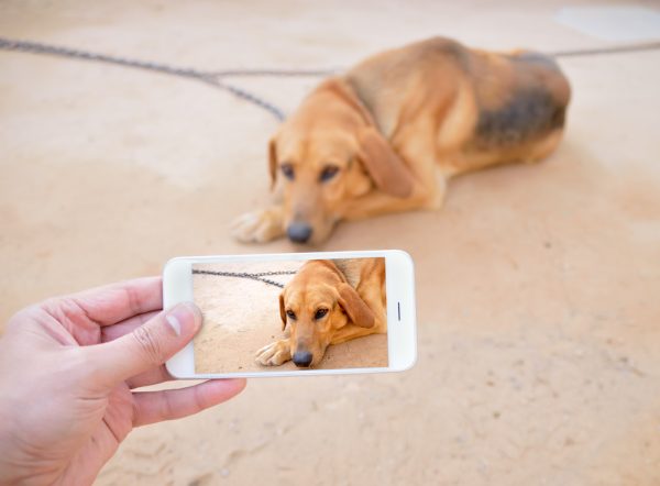 Shot of a hand taking a picture with the smart phone of a chained sad dog lying on the ground